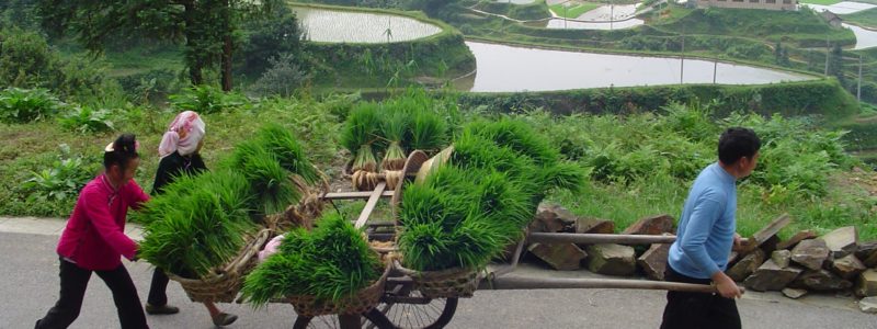 Man pulling a cart of rice seedlings overlooking terraced fields