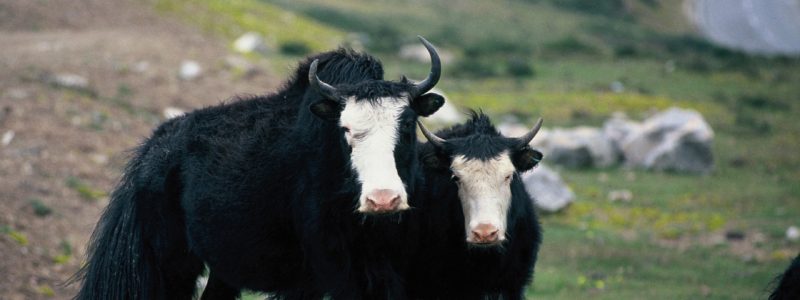 Yaks on the Tibetan Plateau