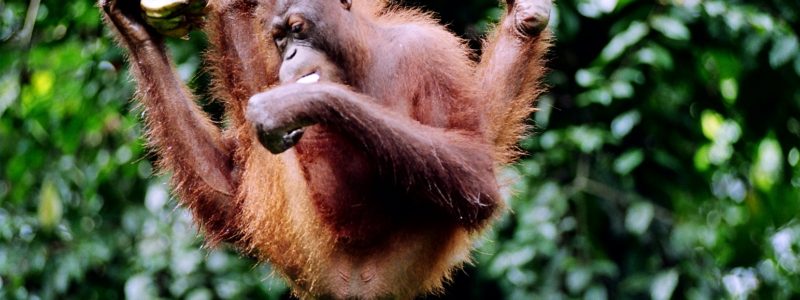 An Orangutan handing on a rope eating a banana