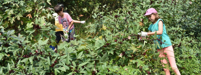 Students harvesting Hibiscus Roselle for a Social Enterprise endeavor